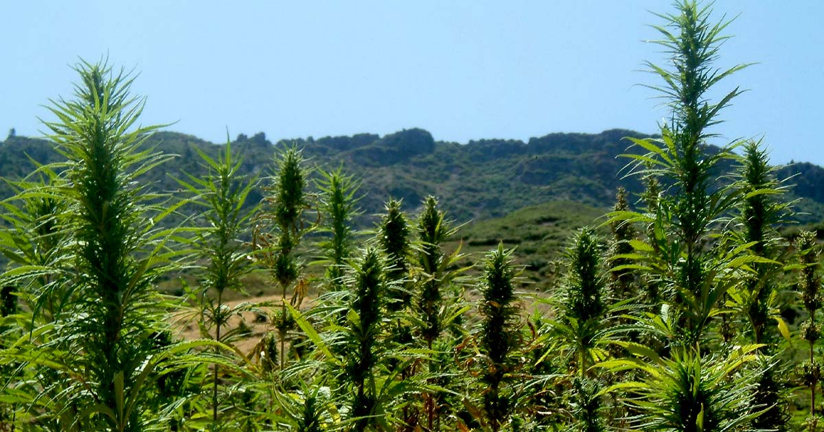 Licenze per la cannabis in Marocco