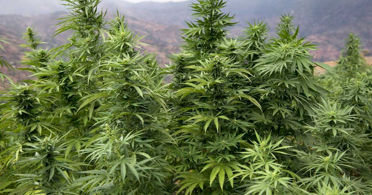 Legalizzazione della cannabis in Marocco