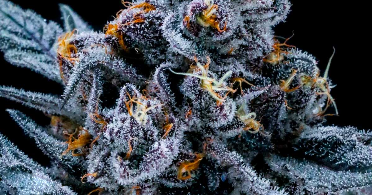 Contenuto di THC della cannabis illegale negli Stati Uniti