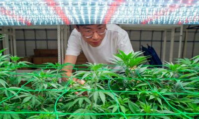 Cannabis in Corea del Sud