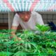 Cannabis in Corea del Sud