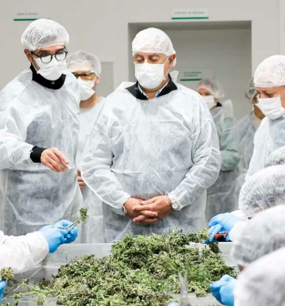 Cannabis medica argentina