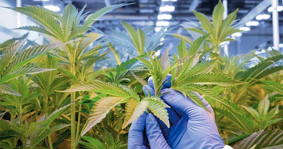 Fiori di cannabis medica in Germania