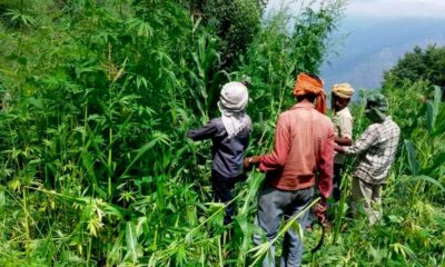 Canapa e cannabis in Himachal Pradesh