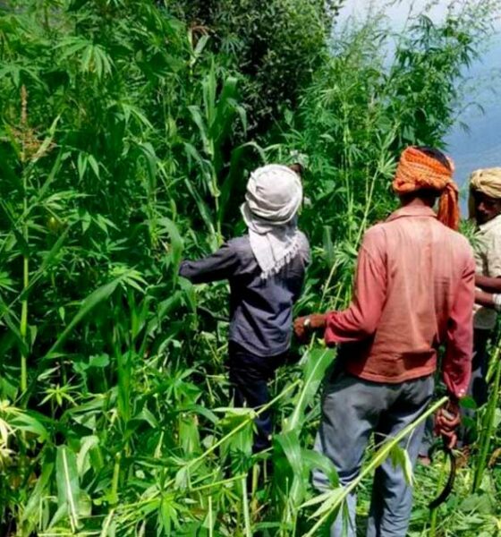 Canapa e cannabis in Himachal Pradesh