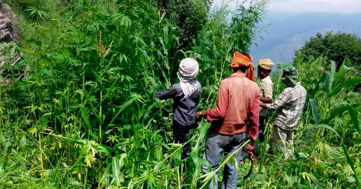 Canapa e cannabis in Himachal Pradesh