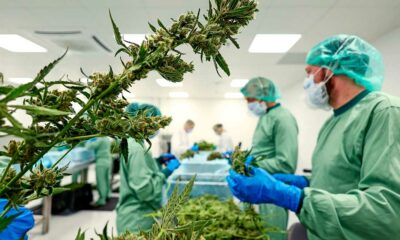 Cannabis medica in Ucraina