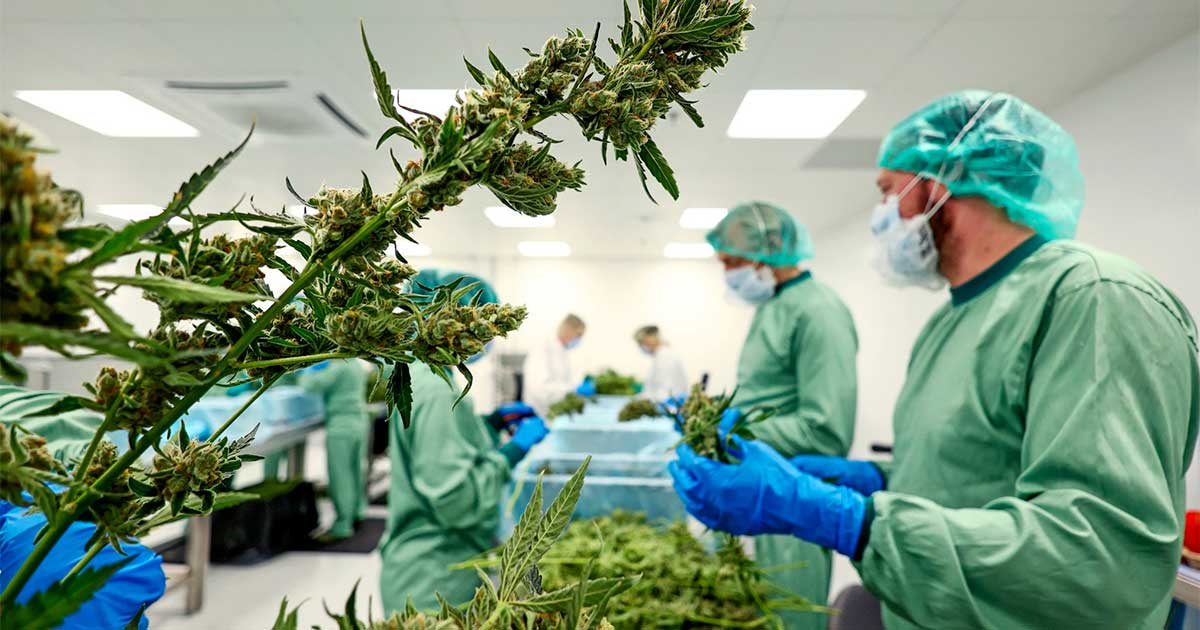 Cannabis medica in Ucraina