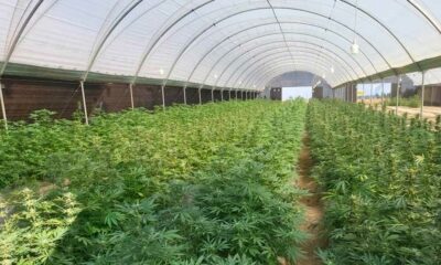 Produzione di cannabis in Ruanda