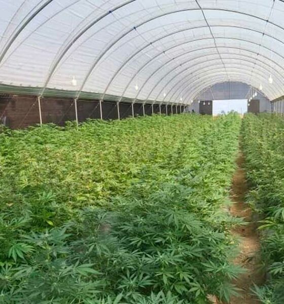 Produzione di cannabis in Ruanda