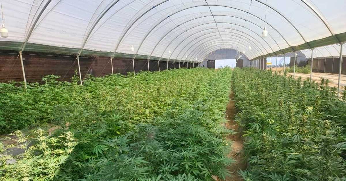 Produzione di cannabis in Ruanda