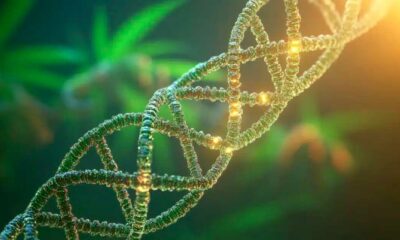 Cannabis e DNA