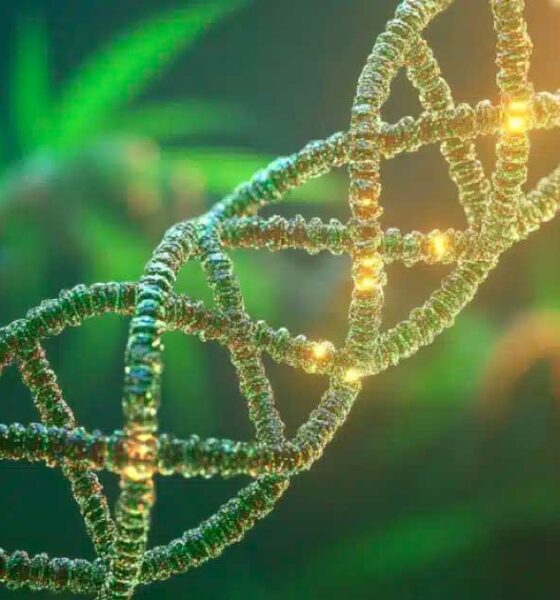 Cannabis e DNA