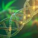 Cannabis e DNA