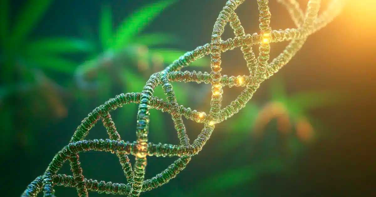 Cannabis e DNA