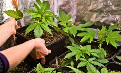 L'autocoltivazione legale di cannabis nella Repubblica Ceca