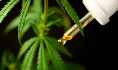 Cannabis medica in Brasile nel 2024