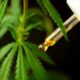 Cannabis medica in Brasile nel 2024