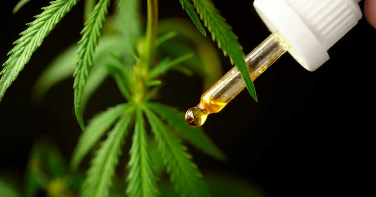 Cannabis medica in Brasile nel 2024