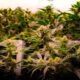 Boom della cannabis terapeutica in Australia