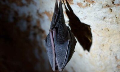 Morti legate al guano di pipistrello