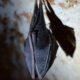 Morti legate al guano di pipistrello