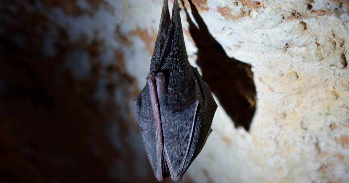 Morti legate al guano di pipistrello