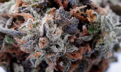 Blueberry