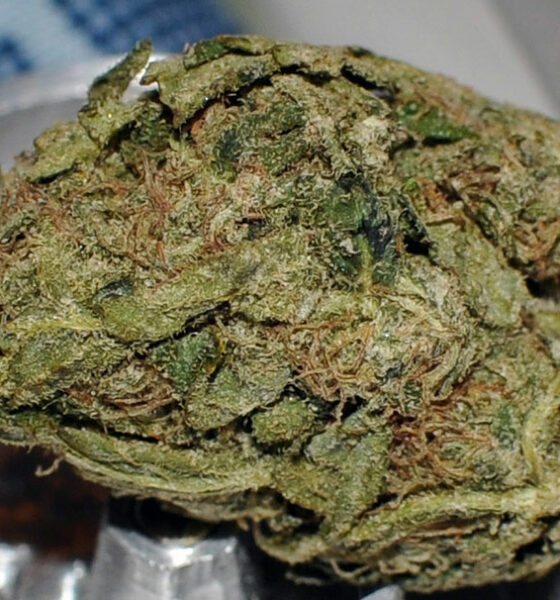 Durban Poison