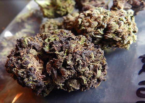 Mendocino Purps