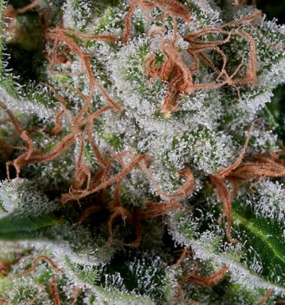 Trichomes de la Moby Dick