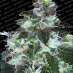 Original White Widow IBL