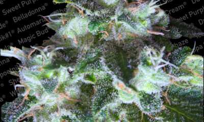 Original White Widow IBL