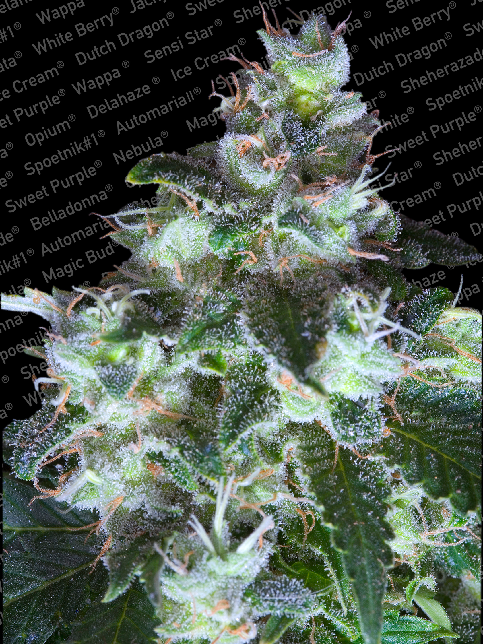 Original White Widow IBL