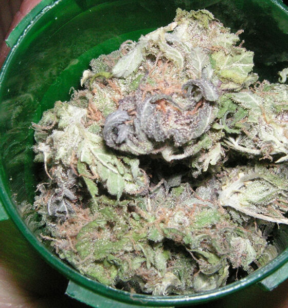 Purple Urkle