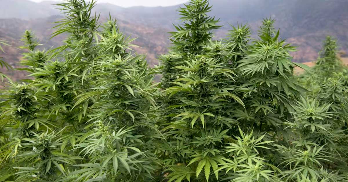 Produzione legale di cannabis in Marocco