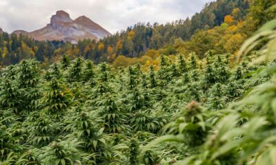 Progetti di legalizzazione della cannabis in Svizzera