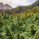 Progetti di legalizzazione della cannabis in Svizzera