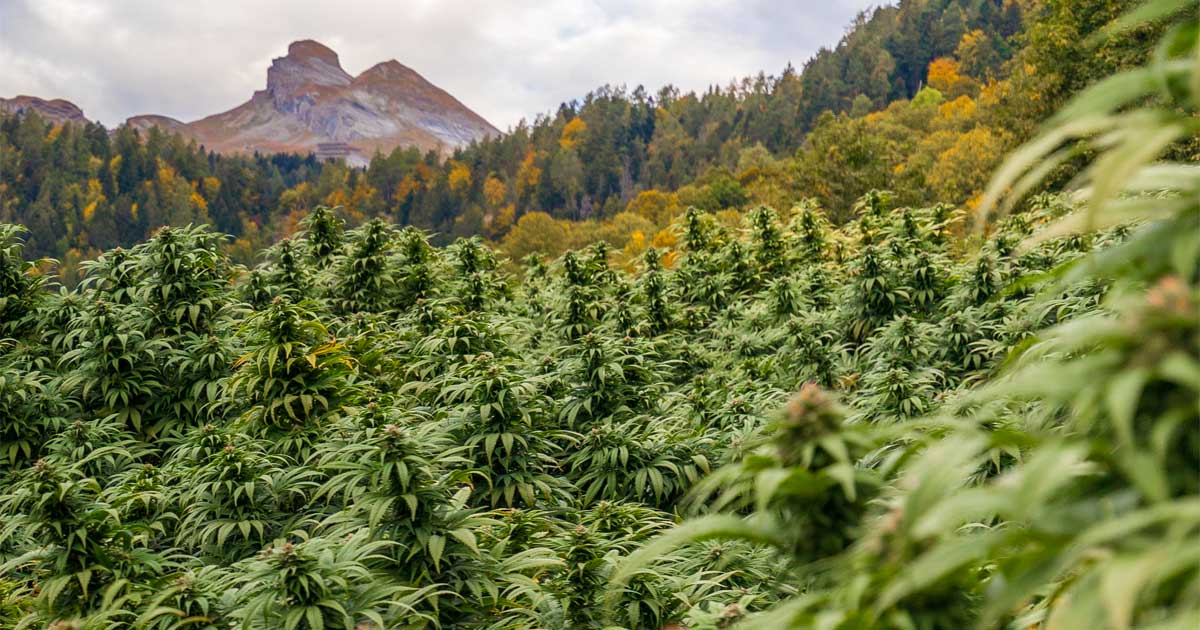 Progetti di legalizzazione della cannabis in Svizzera