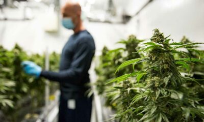 L'industria canadese della cannabis e il contributo al PIL