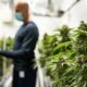 L'industria canadese della cannabis e il contributo al PIL