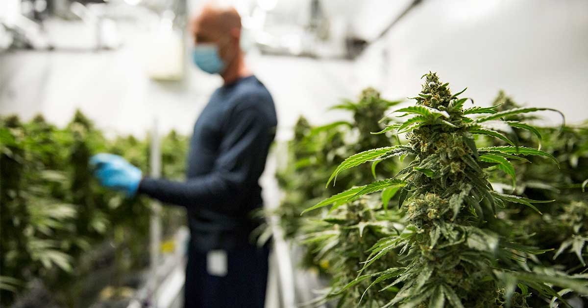 L'industria canadese della cannabis e il contributo al PIL